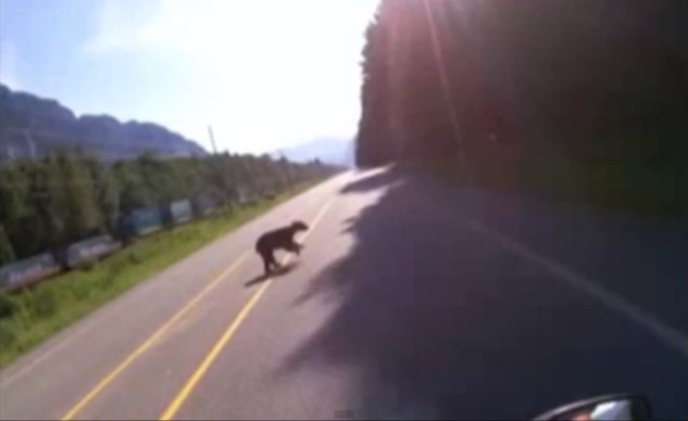 Мотоциклист врезался в медведя