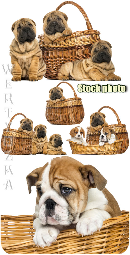     / Funny little dog in a basket - Raster clipart