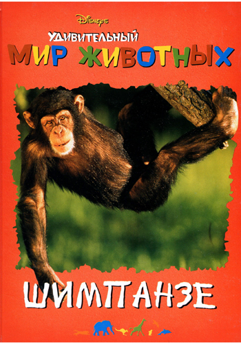 Удивительный мир животных. Шимпанзе