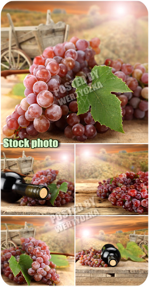       / Grapes - stock photos