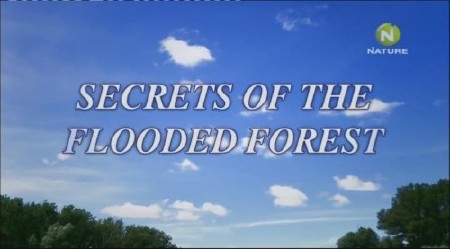    -    / Secrets of the Flooded Forest (2010) SATRip-AVC