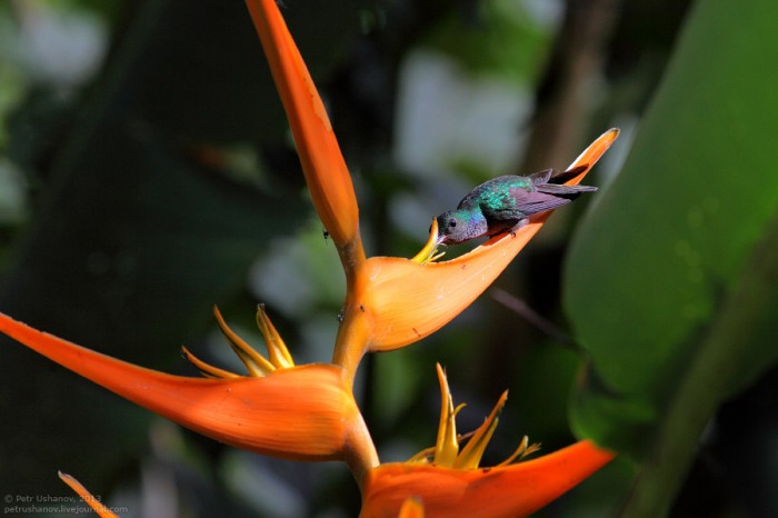 Животный мир Коста-Рики