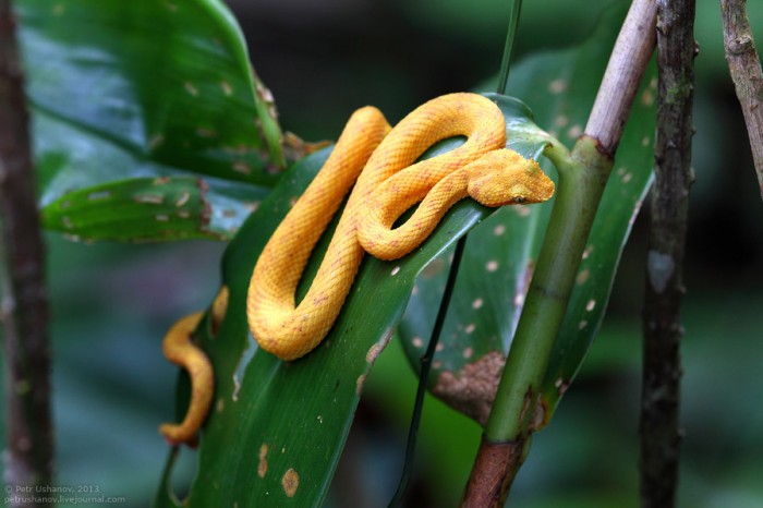 Животный мир Коста-Рики