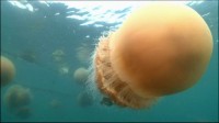 National Geographic. - / National Geographic. Monster Jellyfish (2010) HDTVRip 1080p