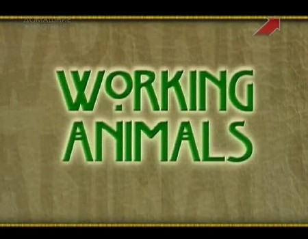  .    / Working Animals. The Teammates (2002) SATRip