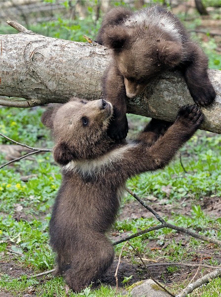 Experiments in which the conduct involved Valentin Pazhetnov showed: bears and dogs smarter than all terrestrial predators.  It's hard to believe, but brown bears solved problems faced by children succumb to seven years.
