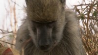BBC.   / BBC. The Secret Life of Primates [01-04  04] (2009) BDRip-AVC