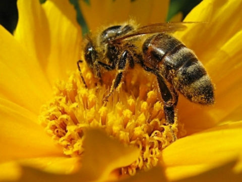 Смена «профессии» у пчел отразилась на их ДНК.