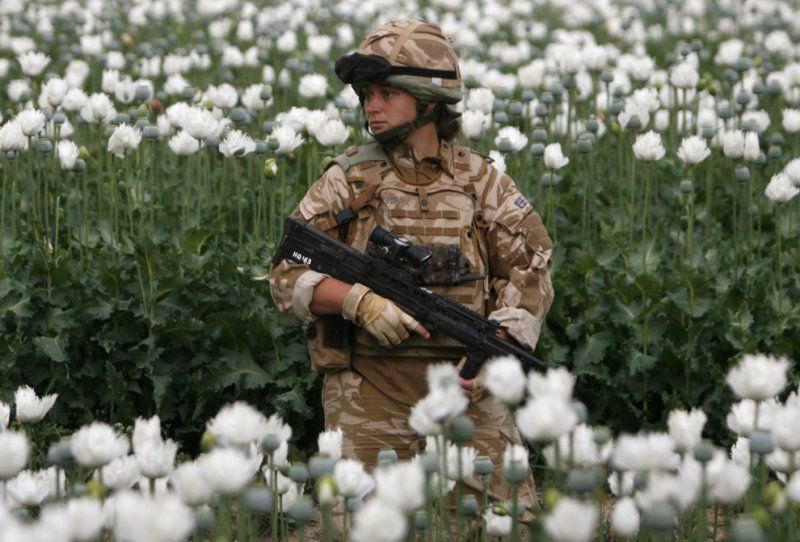Плодовитость афганских полей бьет по русской нации