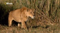 Nat Geo Wild:   / Swamp Lions (2011) HDTVRip 