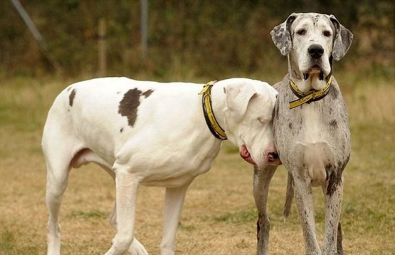 Трогательная история слепой собаки
