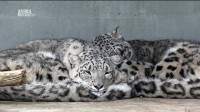      (1 : 1-7   7) / Snow Leopards of Leafy London (2013) HDTV (1080i)