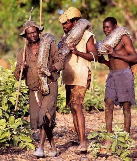 Как африканцы ловят питона на "живца"(фото+видео)