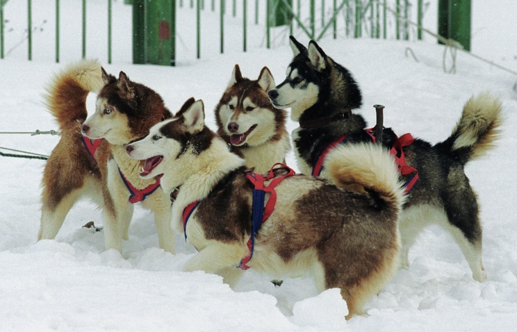 Олимпийский факел не удалось провезти на собачей упряжке в Барнауле из-за отсутствия снега