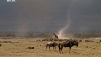     (1-12 ) / Echo and the elephants of Amboseli (2011) SATRip