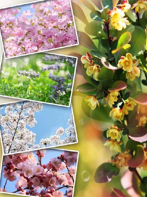 Фотосток: Весеннее цветение