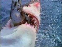 National Geographic : - / National Geographic : The Fox and the Sharks (1995) DVDRip