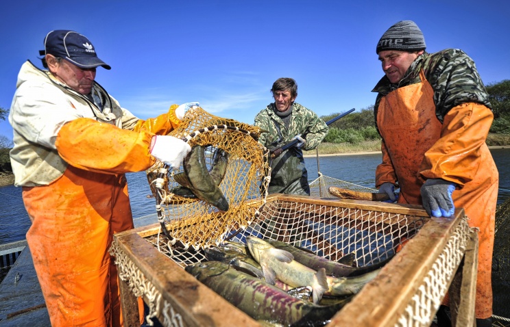 Рыбный союз: Российский бизнес может пострадать от запрета на ввоз норвежского лосося