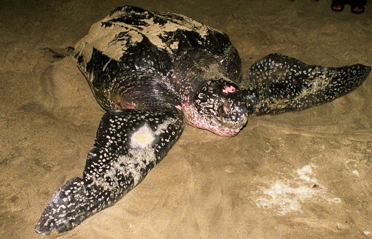 Колумбия создаст заповедник для охраны гигантских морских черепах