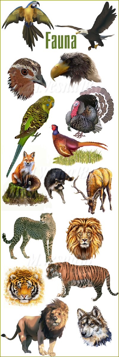      ,   / Animals and birds on a white background, the vector clipart