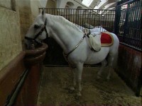    (8   8) / Pferdewelten (Horse World) (1999-2003) DVDRip