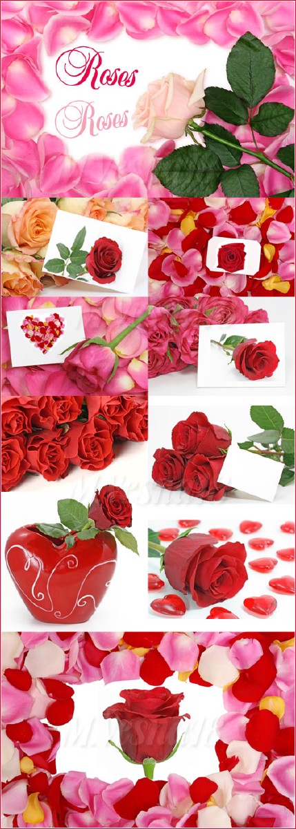     ,   / The scope and cards with roses, raster clipart