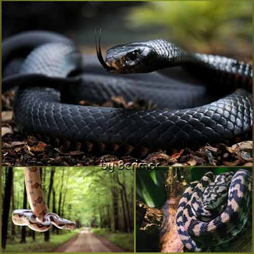 Дивные и различные змеи