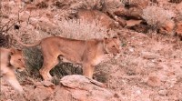 :  :   -   / Planet Earth - Natural World: Desert Lions -Snow Leopards ( 01-02  2) (2010) BDRip