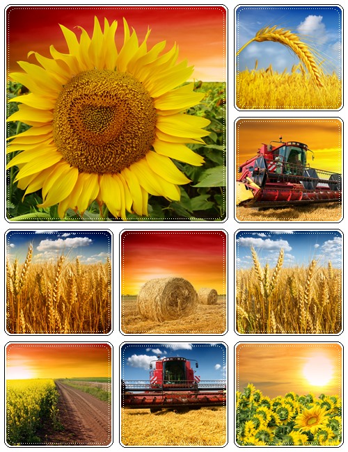 Harvesting wheat on sunny summer day - stock photo
