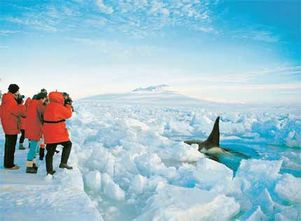 Туристический бум угрожает Антарктиде