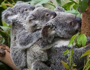 Австралийские ученые научили коал оплодотворяться искусственно