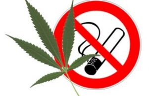 В Голландии запретили табак, но не марихуану