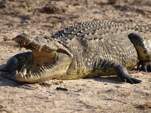 Власти Австралии планируют разрешить охоту на крокодилов