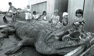 Австралия: крокодил-гигант Брут все-таки реальный
