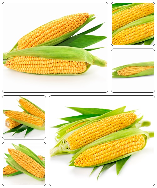 Yellow corn on white  - Stock Photo
