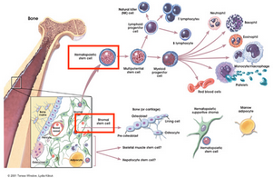 Стволовые клетки отвечают за развитие врожденных дефектов