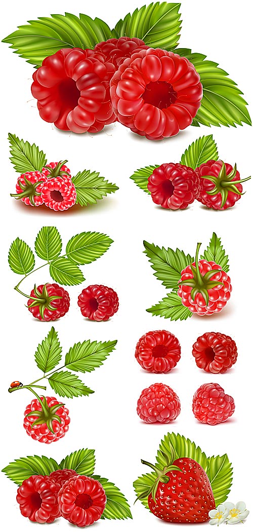 ,    / Raspberry, strawberry vector