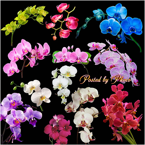 Клипарт на прозрачном фоне - Красивые орхидеи