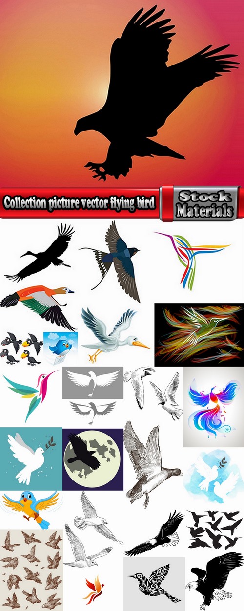 Collection picture vector flying bird 25 Eps