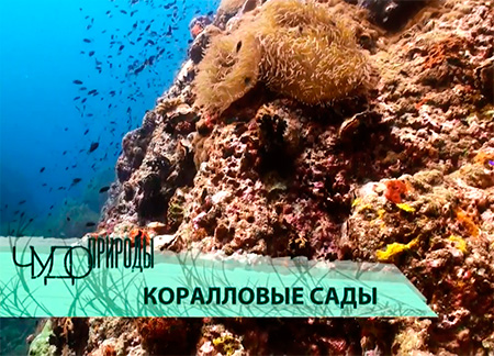 Коралловые сады   (2014) HDTVRip