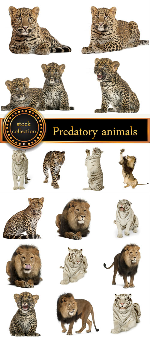 Predatory animals, lion, tiger - stock photos