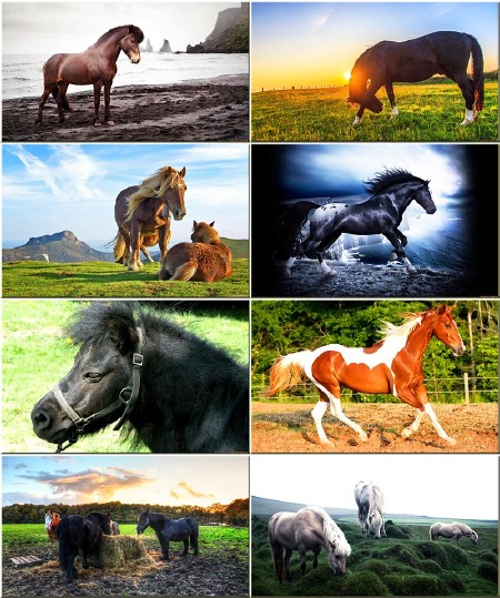 Красочные обои - Красивые лошади #67