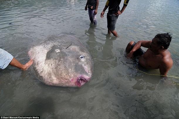 Индонезийские рыбаки поймали 1,5-тонную луну-рыбу
