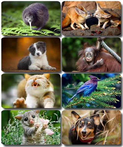 Забавные животные - Коллекция фото обоев (часть 57)