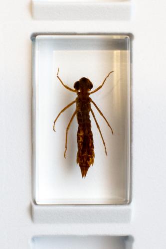 Насекомые №52 - Стрекоза-коромысло (Личинка) (Aeshnidae)