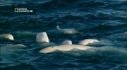  .   / Ocean Adventures. Sea Ghosts (2009) HDTVRip 1080p
