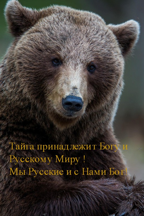 http://i60.fastpic.ru/big/2015/0202/c9/51af12df79663cf7884ccf54e5816bc9.jpg